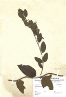 藏品(忍冬)的圖片